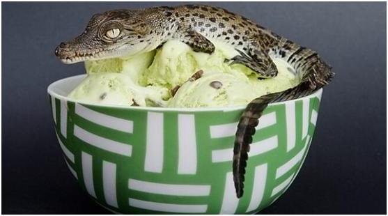 鳄鱼公园|冰淇淋|委内瑞拉_新浪新闻