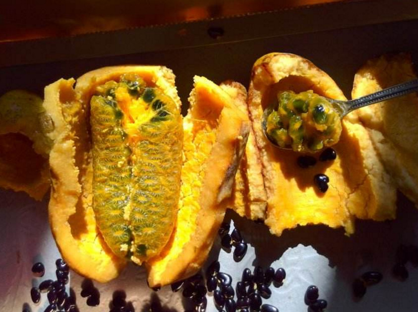 农村有一种野果长得像芒果,口感却很像香蕉,农民见到都会摘回家