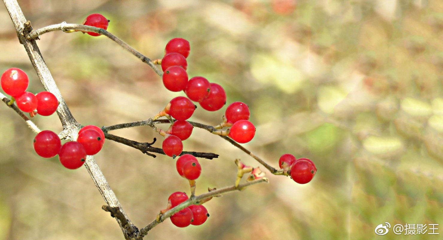 梅葉冬青 (Rough-leaved Holly) | 也叫秤星木，因为它的枝条呈紫红色，上面具许多白点，形如旧时用的秤… | Flickr