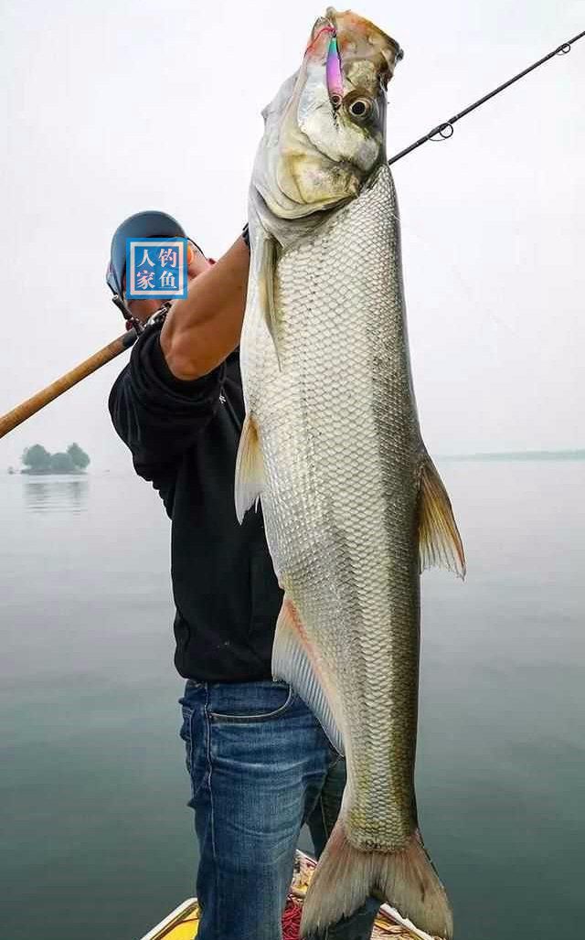 水下暗岛钓鱼,野钓翘嘴鱼的经验教学,钓获一条40斤的巨型翘嘴鱼|翘嘴