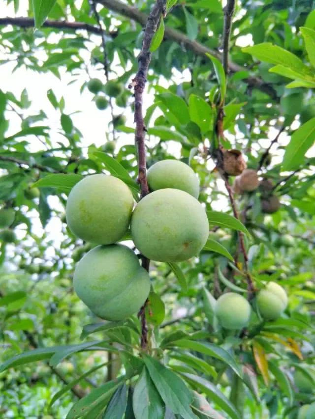 听说这东西只有贵州才有不知道是不是真的,外婆家的苦李全部是野生的