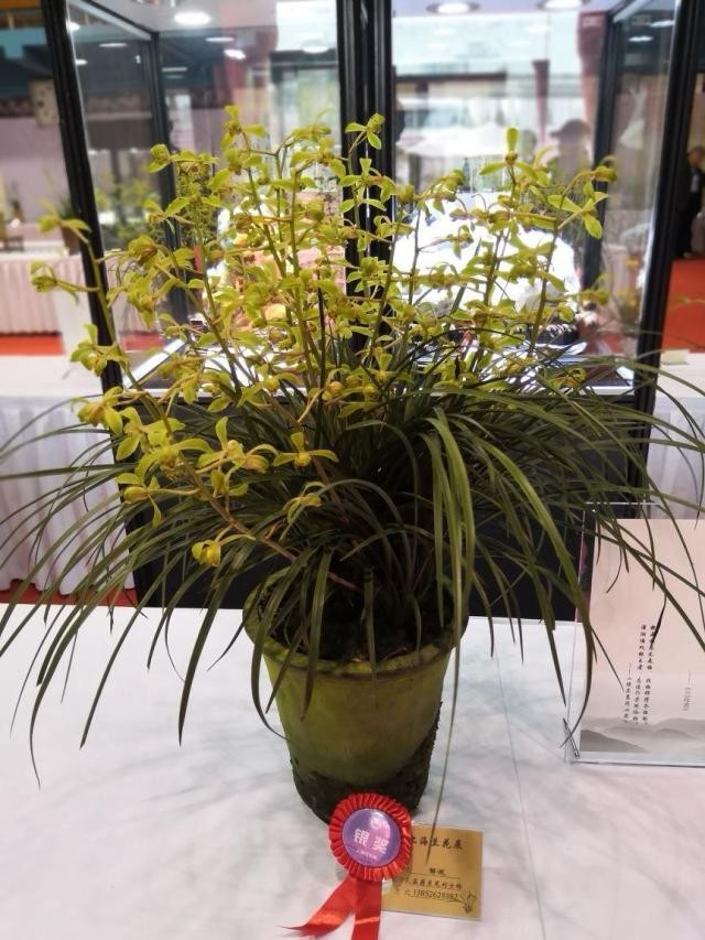 2018上海兰花展掠影