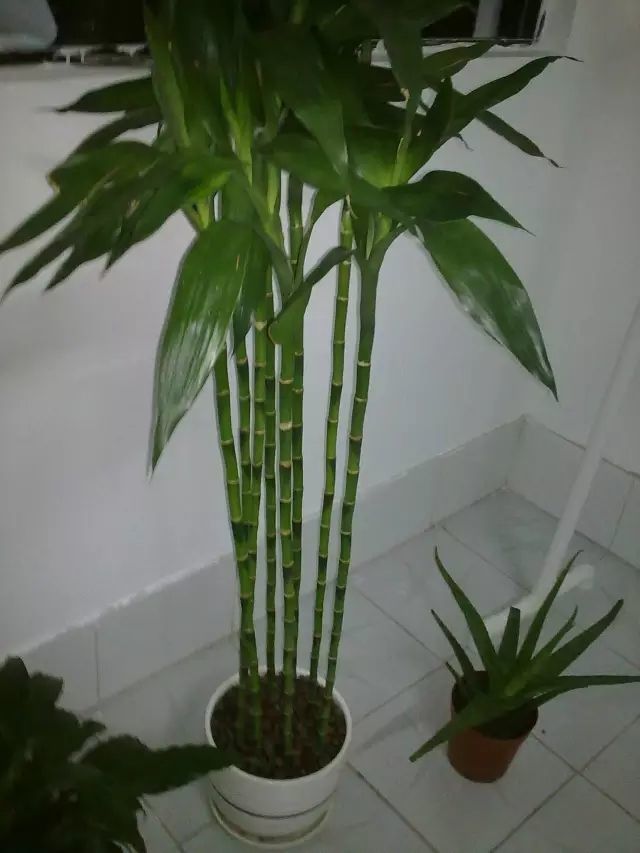 水培富贵竹,永远不会开花,往土里一插,花开满盆,不黄叶特别香