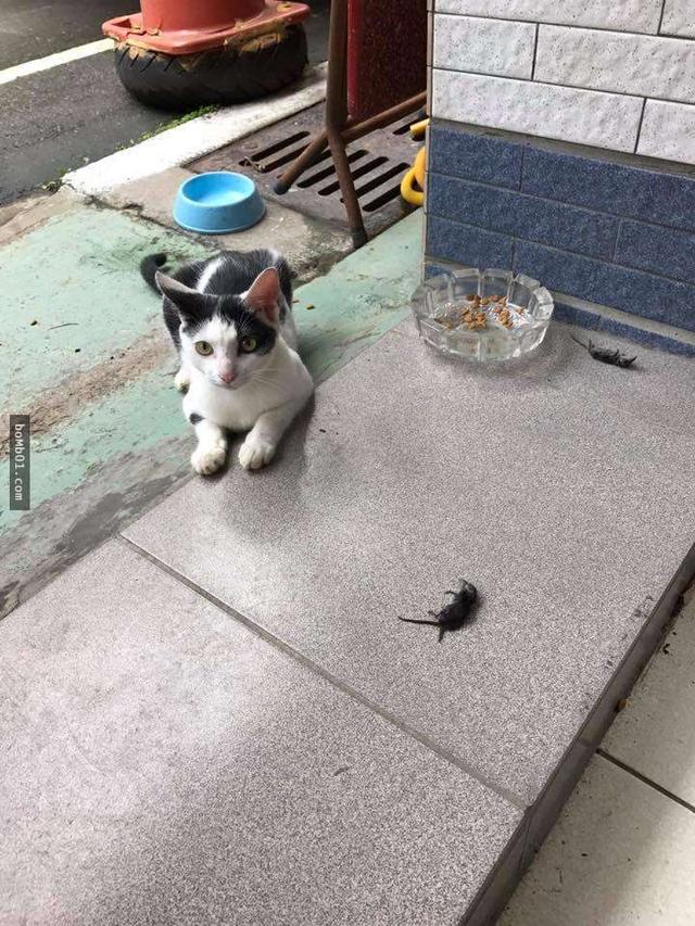 流浪小猫敲门要好心人出来接受报恩