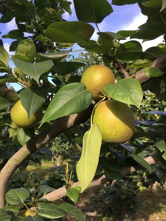 好消息夏日必备消暑利器树山翠冠梨正式上市