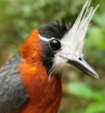 蚁鸟是吃蚂蚁的鸟蚁鸟不但不吃蚁类反而需要蚁类帮忙寻找食物