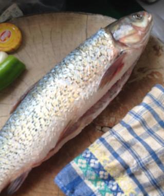 青蒸鲩鱼的做法 青蒸鲩鱼