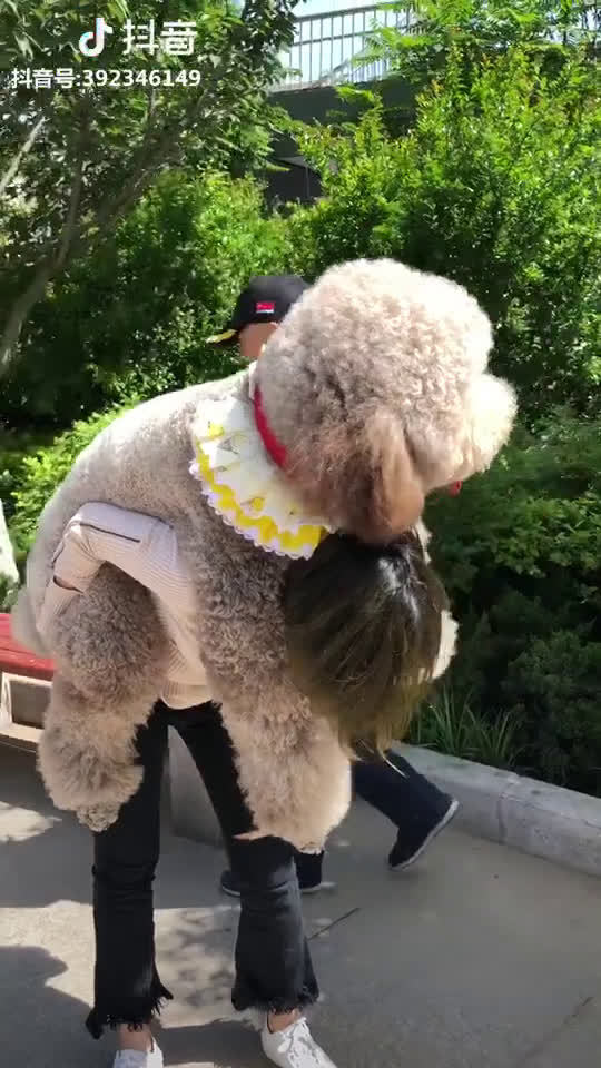 见过这么大的泰迪吗