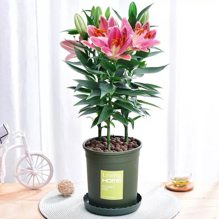 家里放上一盆栽,净化空气除甲醛,花卉猛涨爆棚