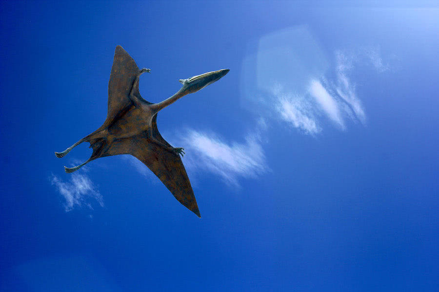 中国发现大规模翼龙及蛋的化石群,引起国内外对翼龙习性的猜想__财经