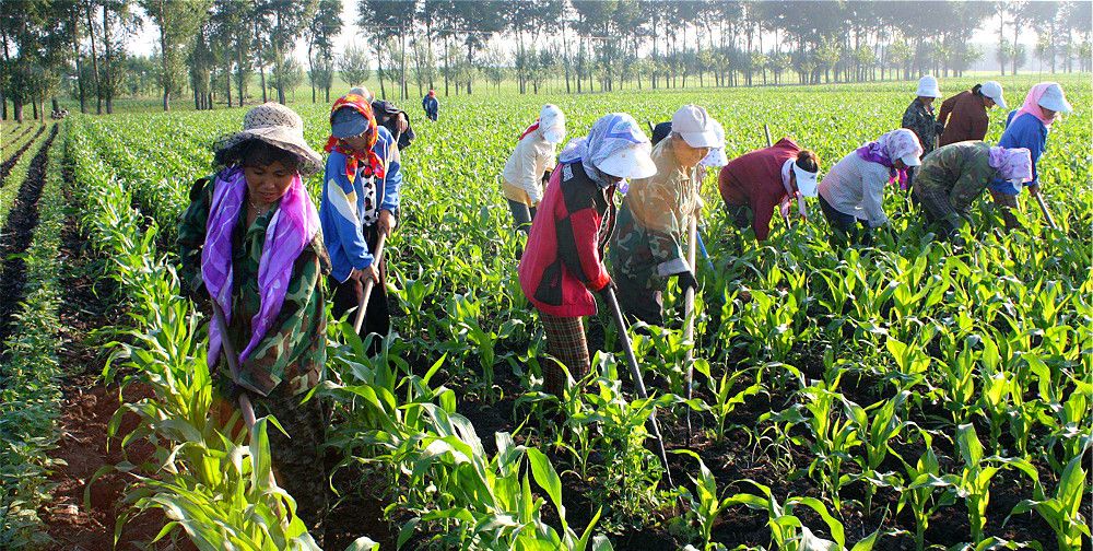 民以食为天,农民咋不愿种庄稼了,是有钱吗