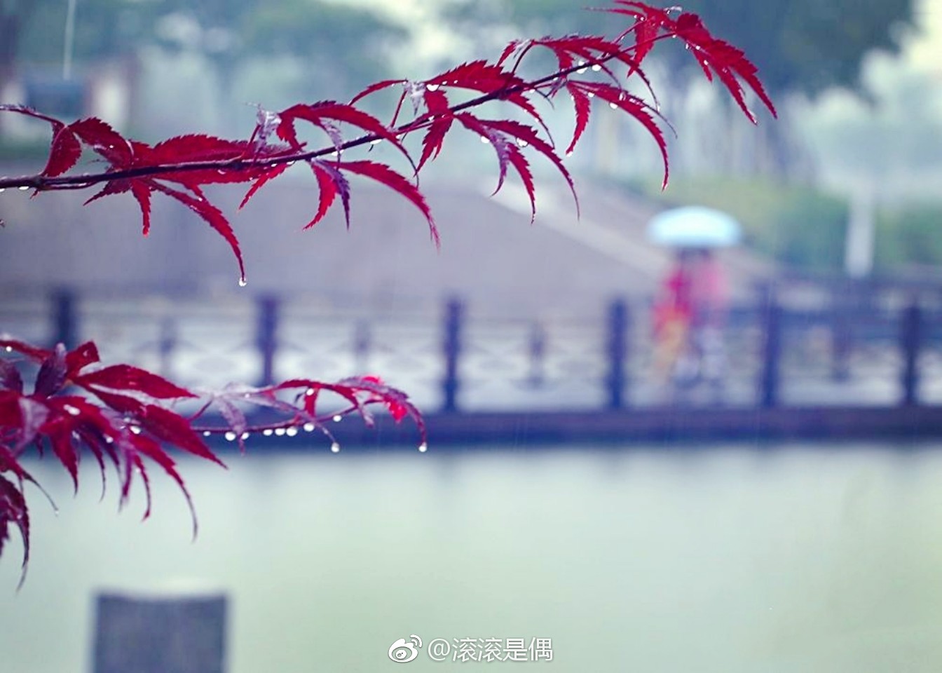 细雨蒙蒙的清晨,感受一下花香四溢的雨后仁湖 by:邬宏尉