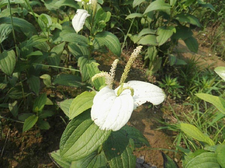 农村一种奇特野草,叶子有3片是白色,如今一斤19元成稀罕货