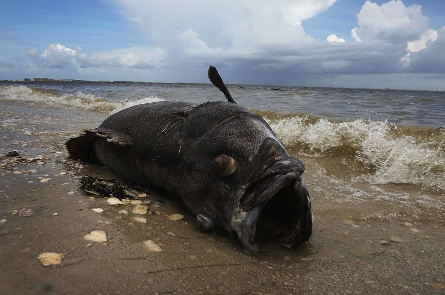 大批鱼类因赤潮而缺氧死亡,一批又一批死鱼被冲刷到了海岸边.
