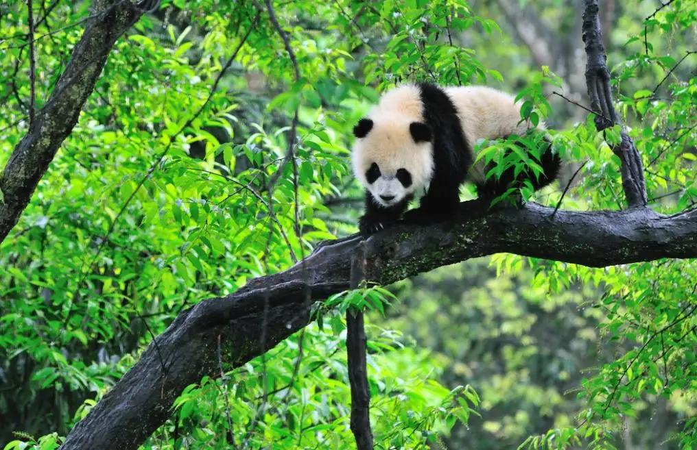 四姑娘山|大熊猫|熊猫_新浪网