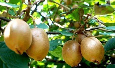 这"千岁"是个什么东西呢?