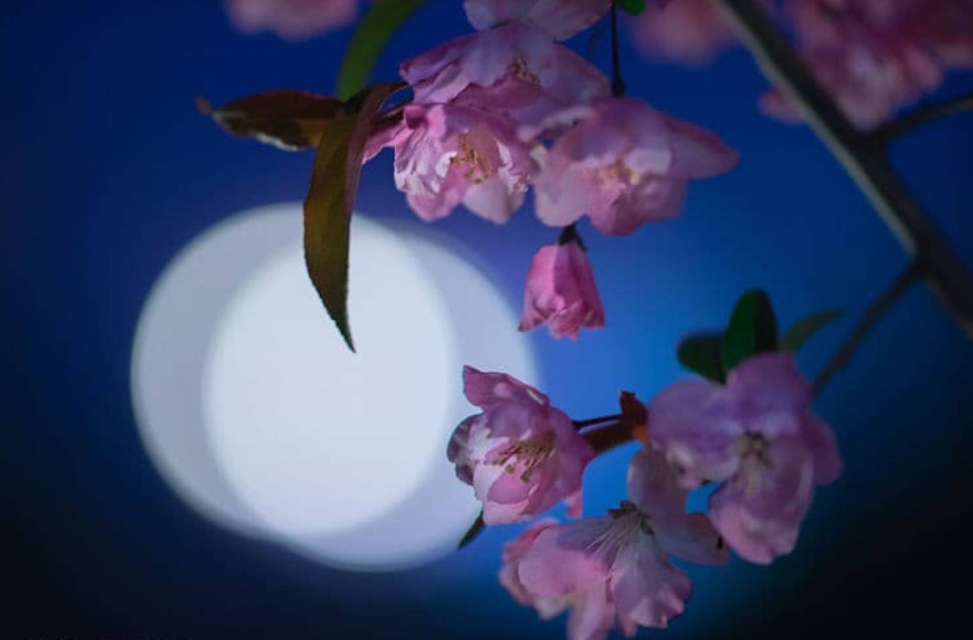 春色恼人眠不得,月移花影上栏干。|花影|春色_新浪新闻