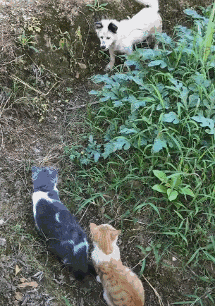 单身狗遇上情侣猫都是泪网友别叫我们单身狗我们代号孤狼