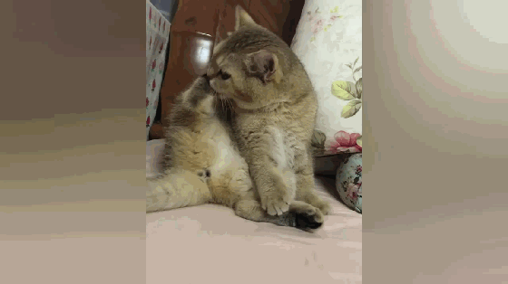 猫咪舔自己的脚被熏到怀疑人生