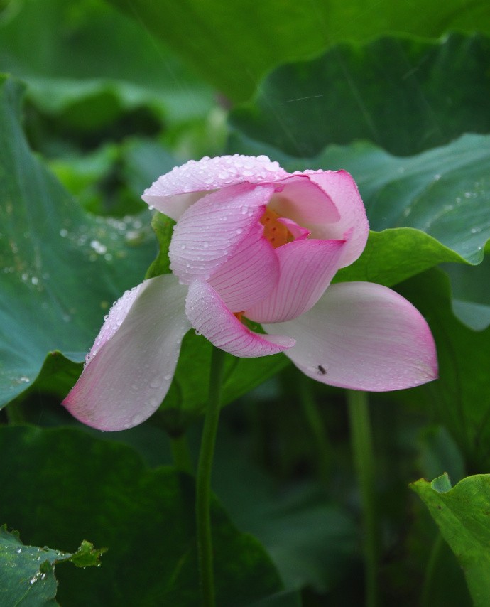 小辰光,池塘边,朵朵荷花向天空.匌貌么,群楼里.见张荷叶当宝贝.