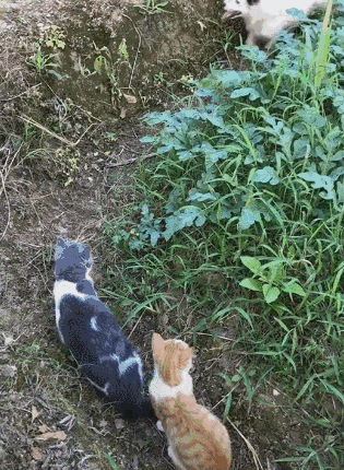 单身狗遇上情侣猫都是泪网友别叫我们单身狗我们代号孤狼