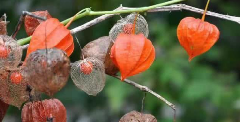 农村山上这种野果子,味道酸甜可口,十几块钱一斤,你有吃过吗?