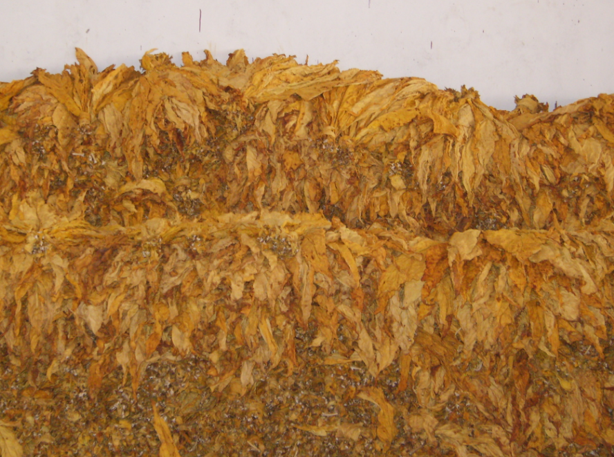 在农村有一种草,它既是能让人赚钱的,但同时也是害人的