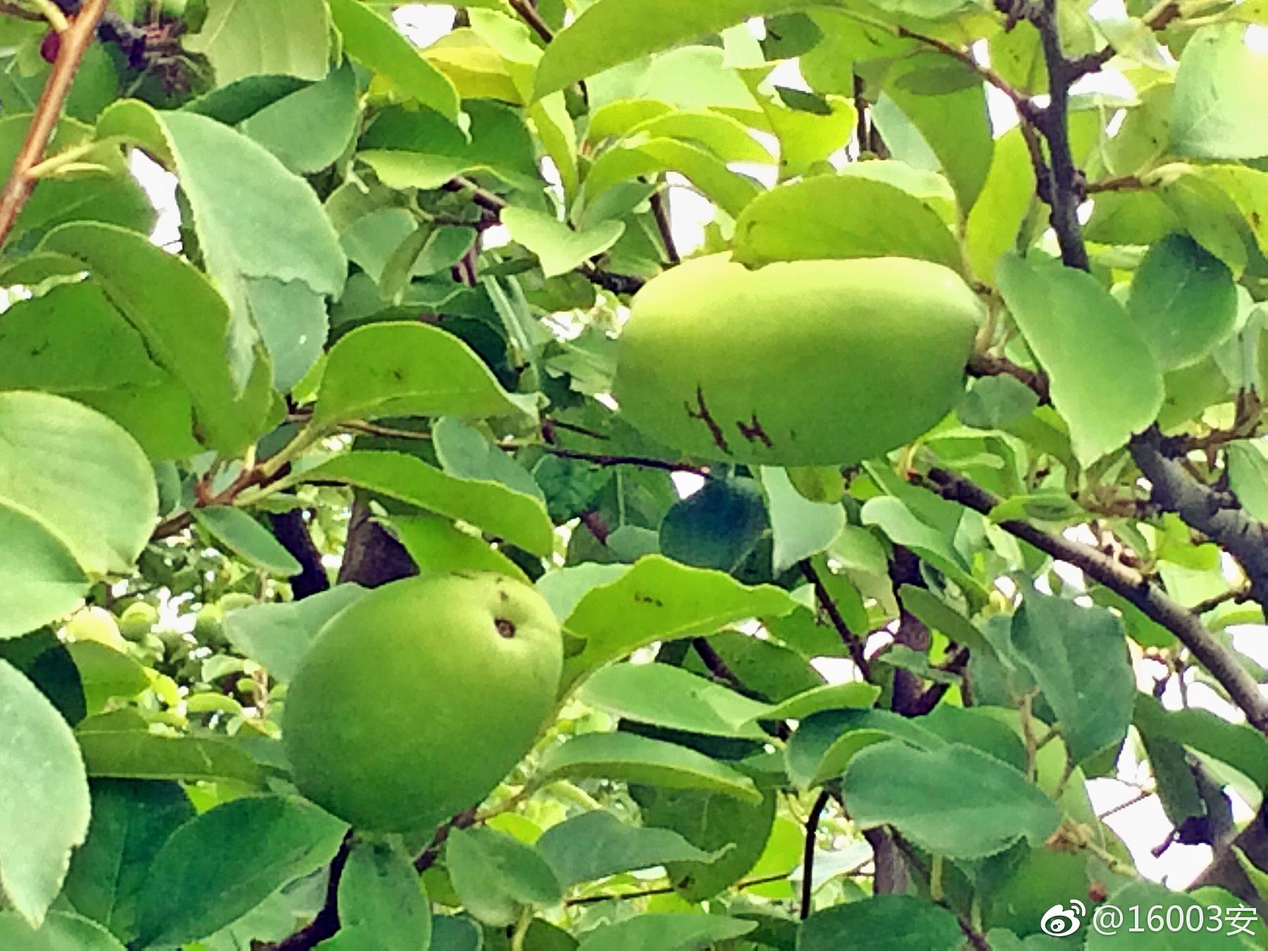 木瓜木瓜木瓜瓜