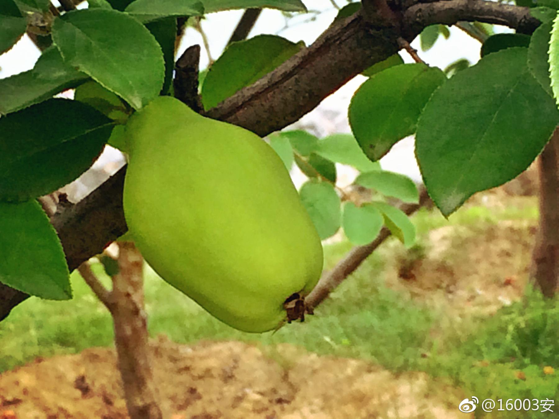 木瓜木瓜木瓜瓜