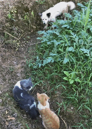 单身狗遇上情侣猫都是泪网友别叫我们单身狗我们代号孤狼