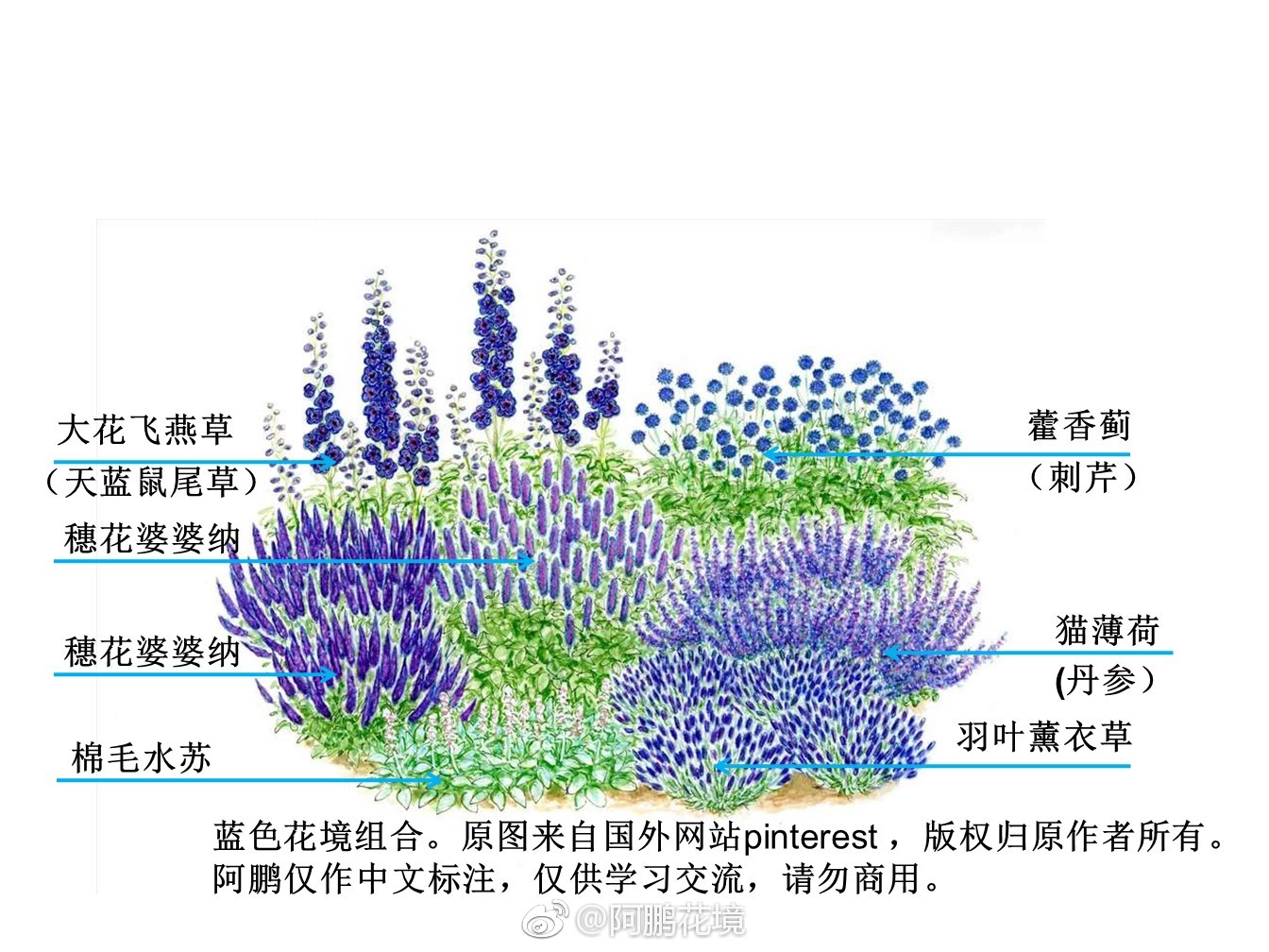 蓝色主题花境示例,个人花境园艺微*信*公*众*号:阿鹏花境|花境|阿鹏|