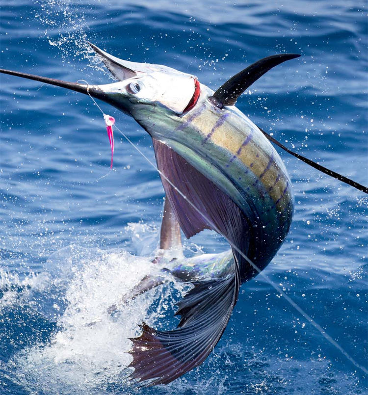 令人不寒而栗的恐怖生物,它的长剑可刺破一切|旗鱼|剑鱼|长剑_新浪