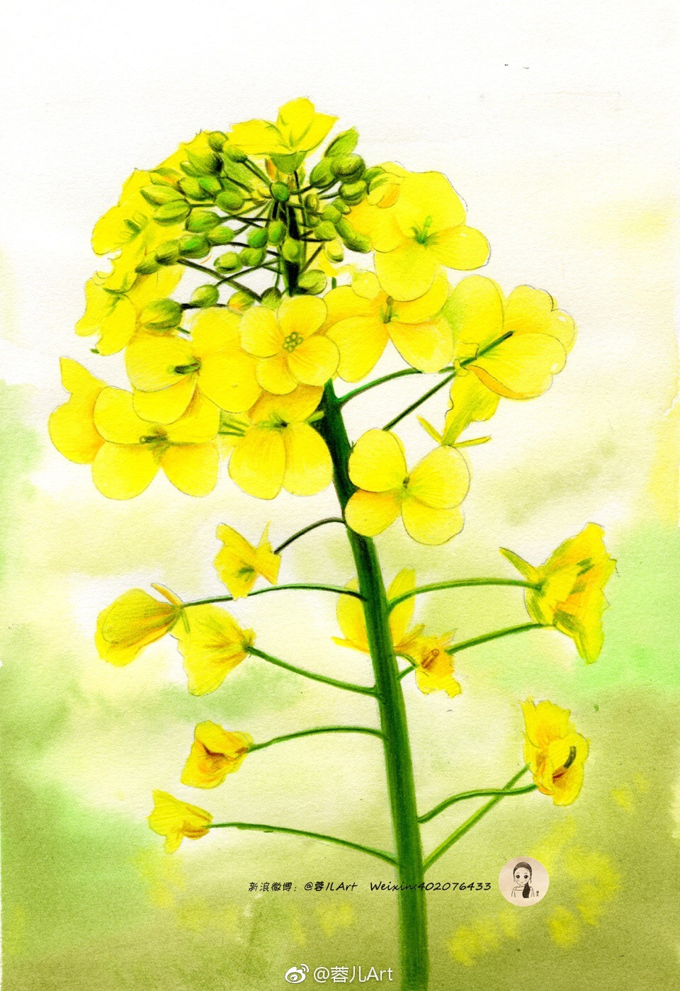 油菜花|彩铅|红盒|水彩纸_新浪新闻