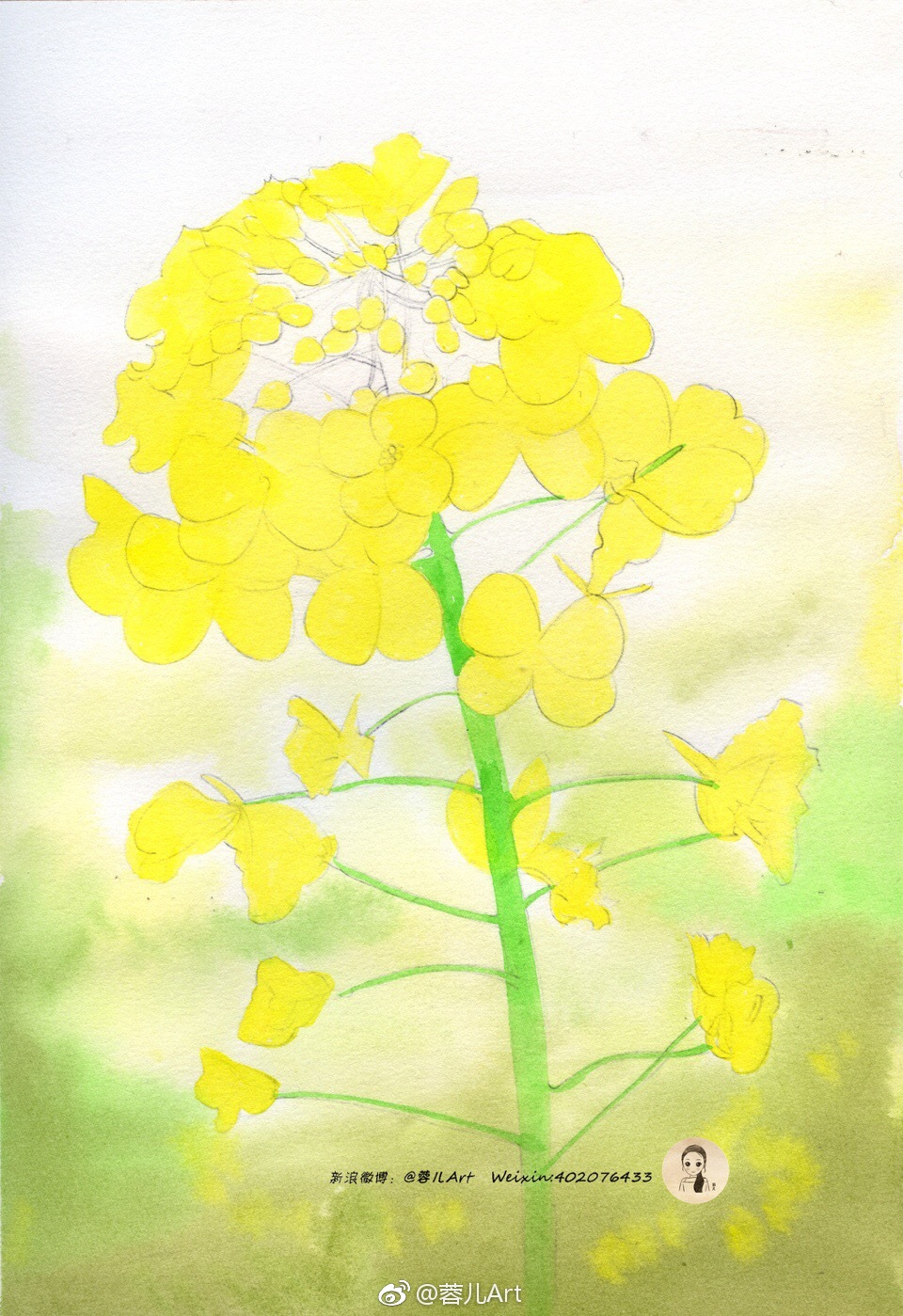 油菜花|彩铅|红盒|水彩纸_新浪新闻