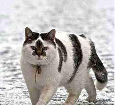 猫咪霸气走路图片