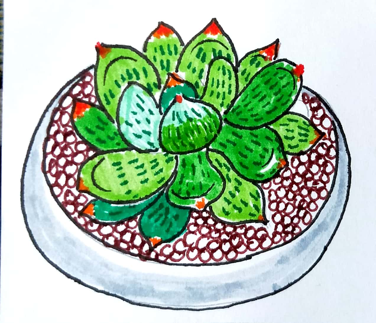 多肉简笔画 | cr.@画画的大牙ya