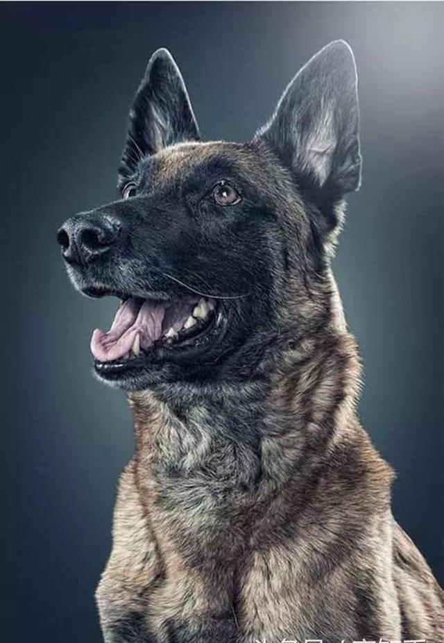 马犬——忠诚卫士,罪恶克星