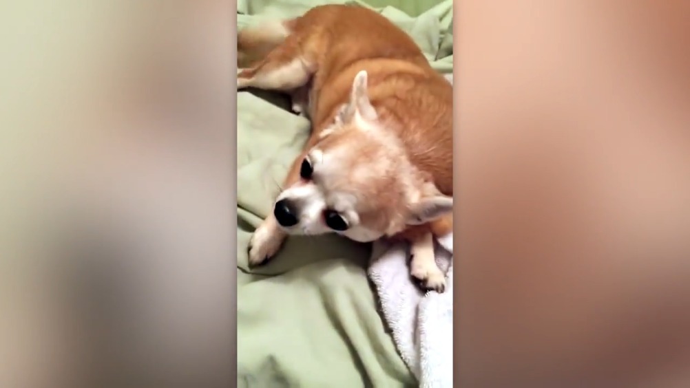 吉娃娃怎么这么爱生气?