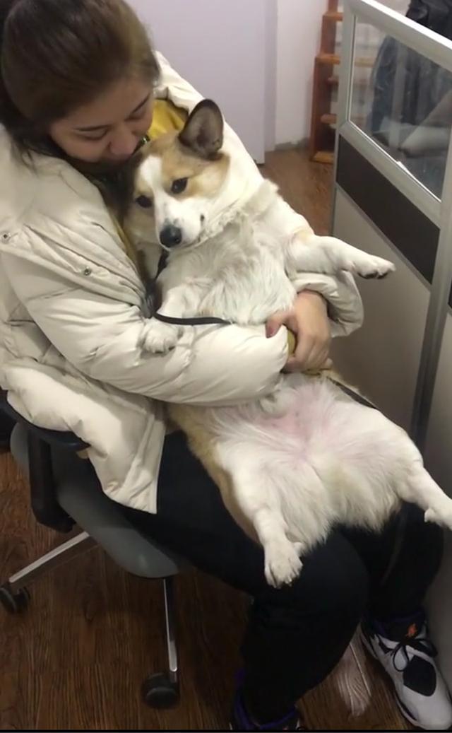 为什么柯基如此受到女生的欢迎走在路上多看几眼