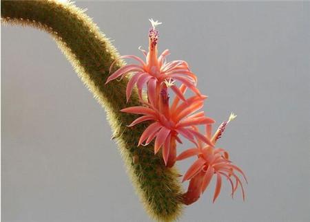 多肉黄金钮开花太好看了适合家养观赏性强