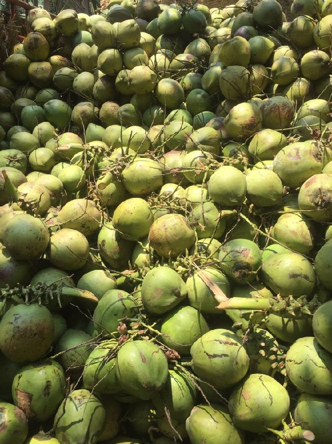 种植跟不上加工 九成椰子靠进口 椰乡文昌如何破解发展遇瓶颈?