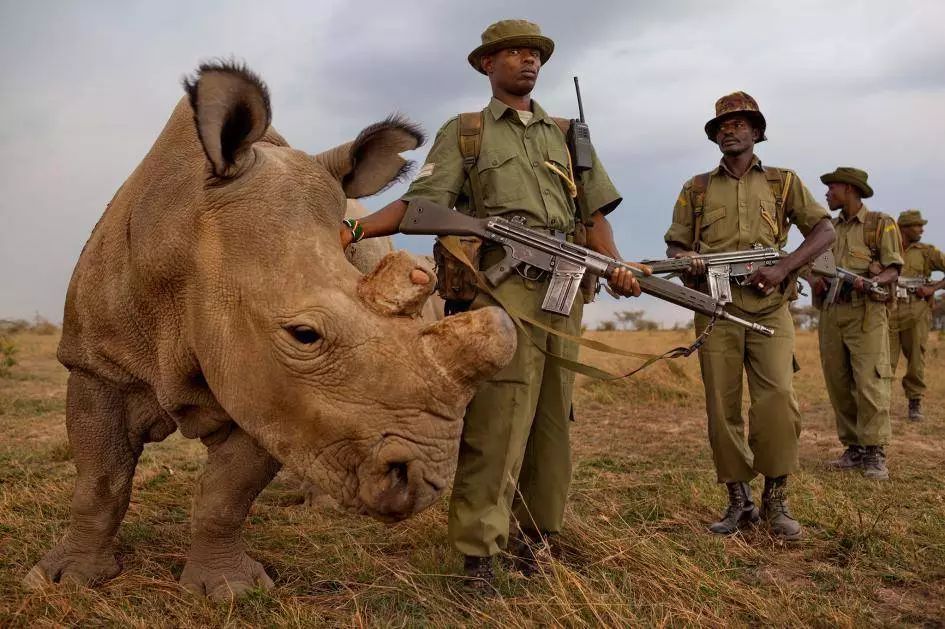 環境退化使得動物棲息地急劇減少,亞馬遜深林大量被砍,在那裡生活習慣