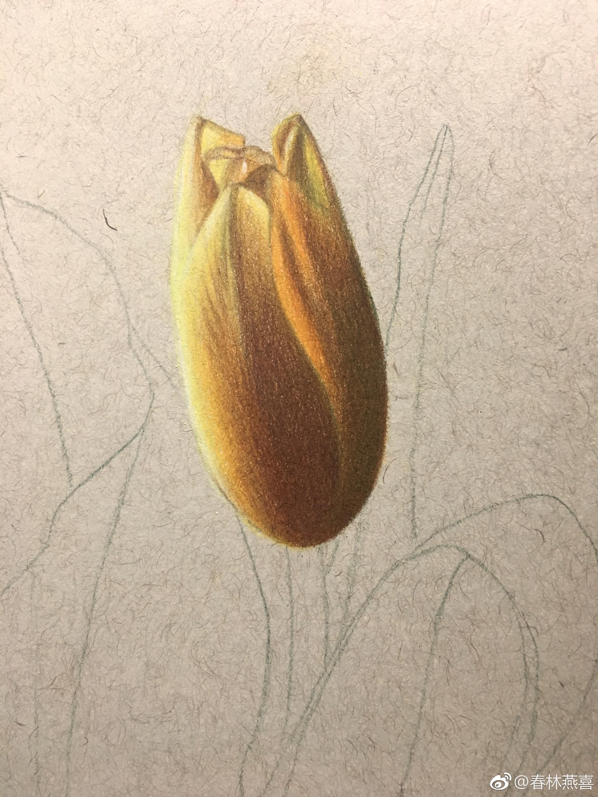 彩铅花卉绿辉油性彩铅丝蒂摩暖棕素描纸投稿