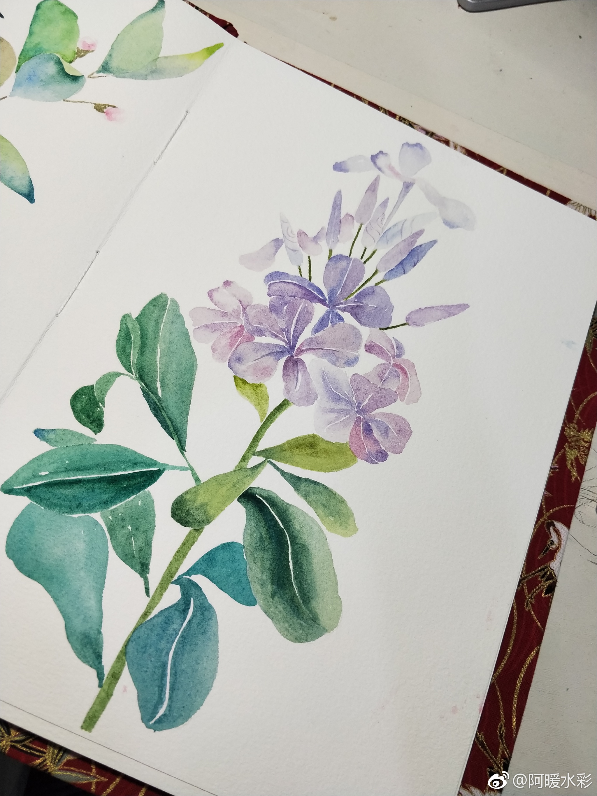 一朵蓝雪花投稿(@阿暖水彩)