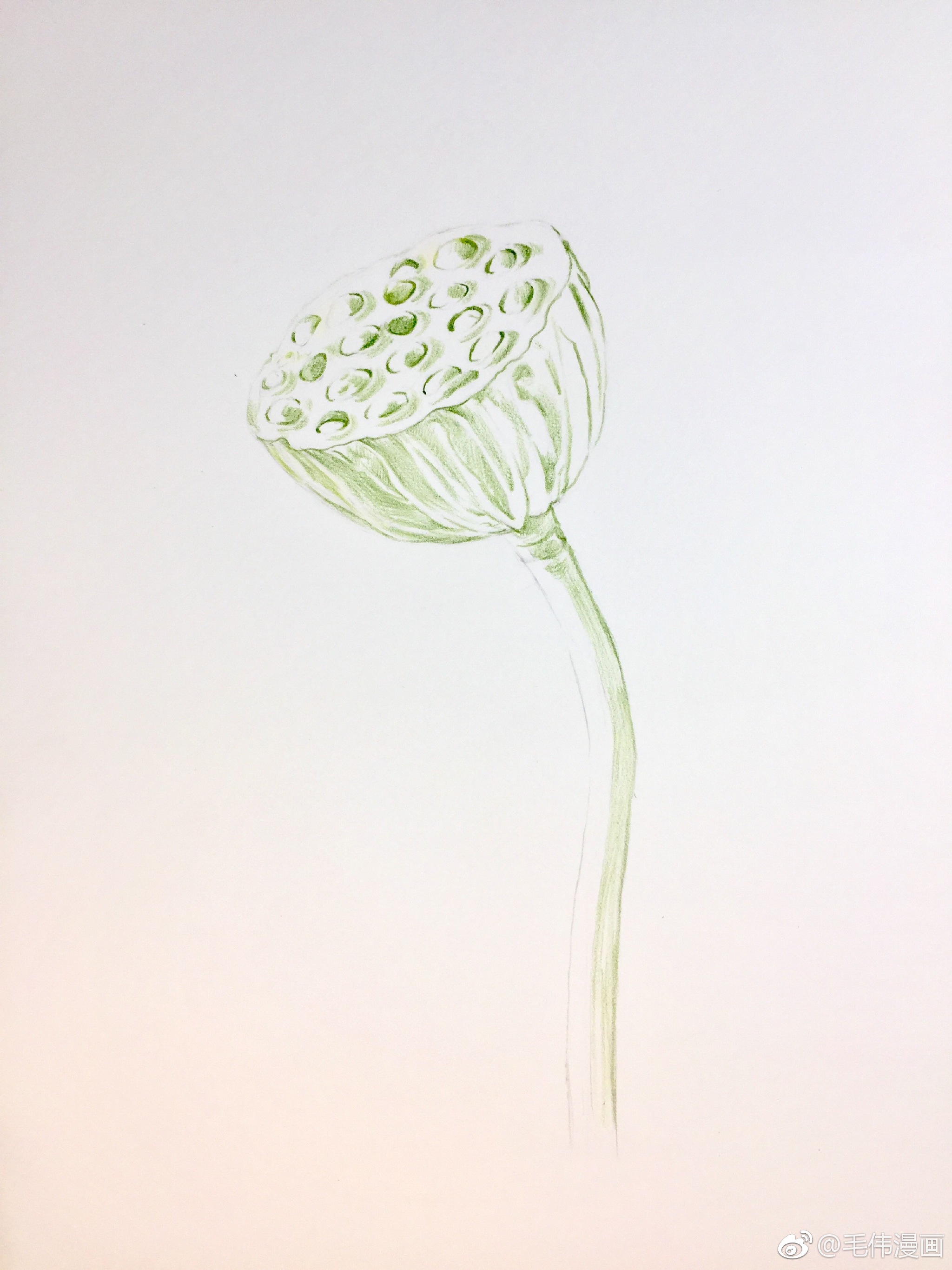 彩铅莲蓬步骤  画材
