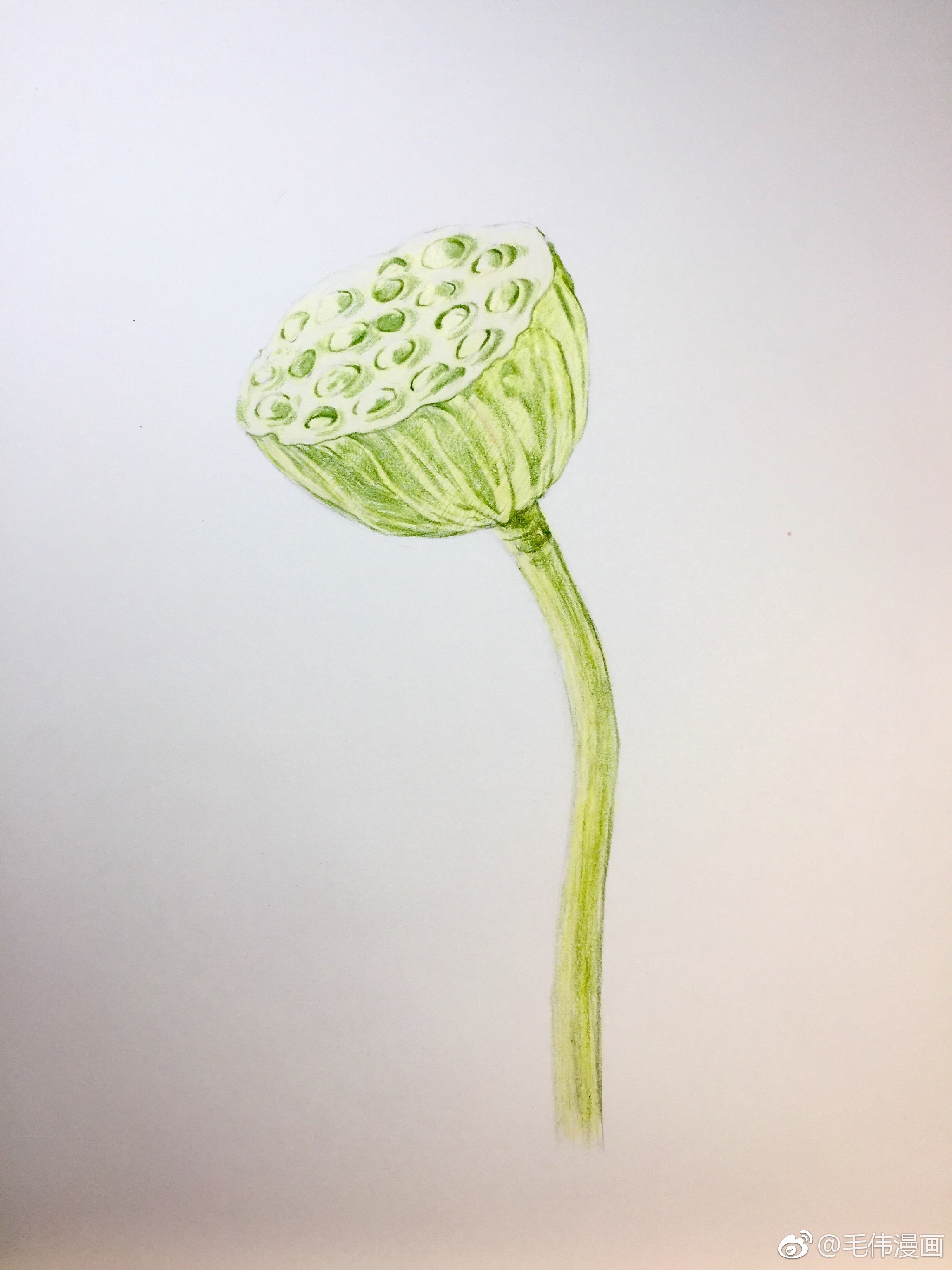 彩铅莲蓬步骤画材