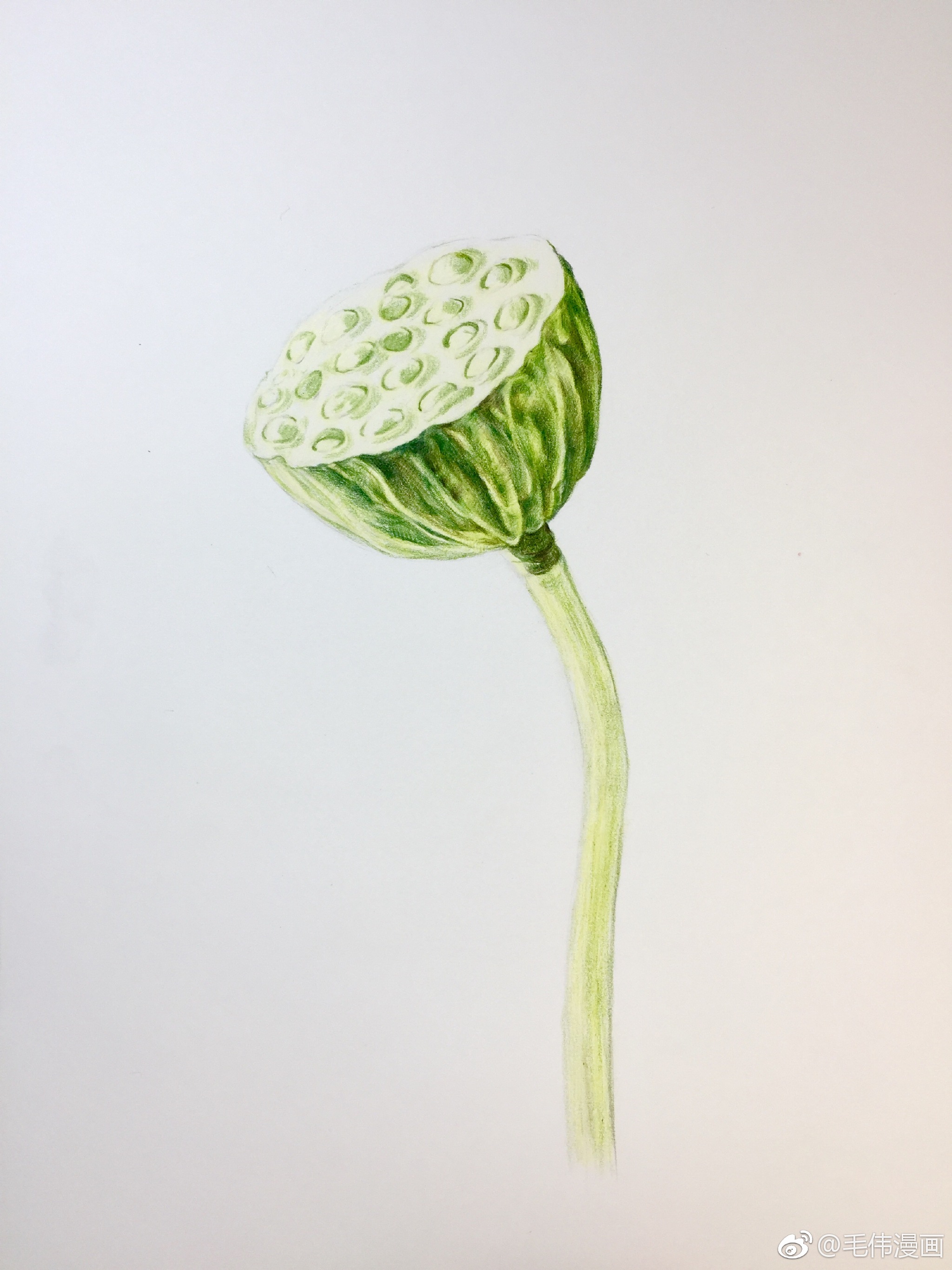 彩铅莲蓬步骤画材