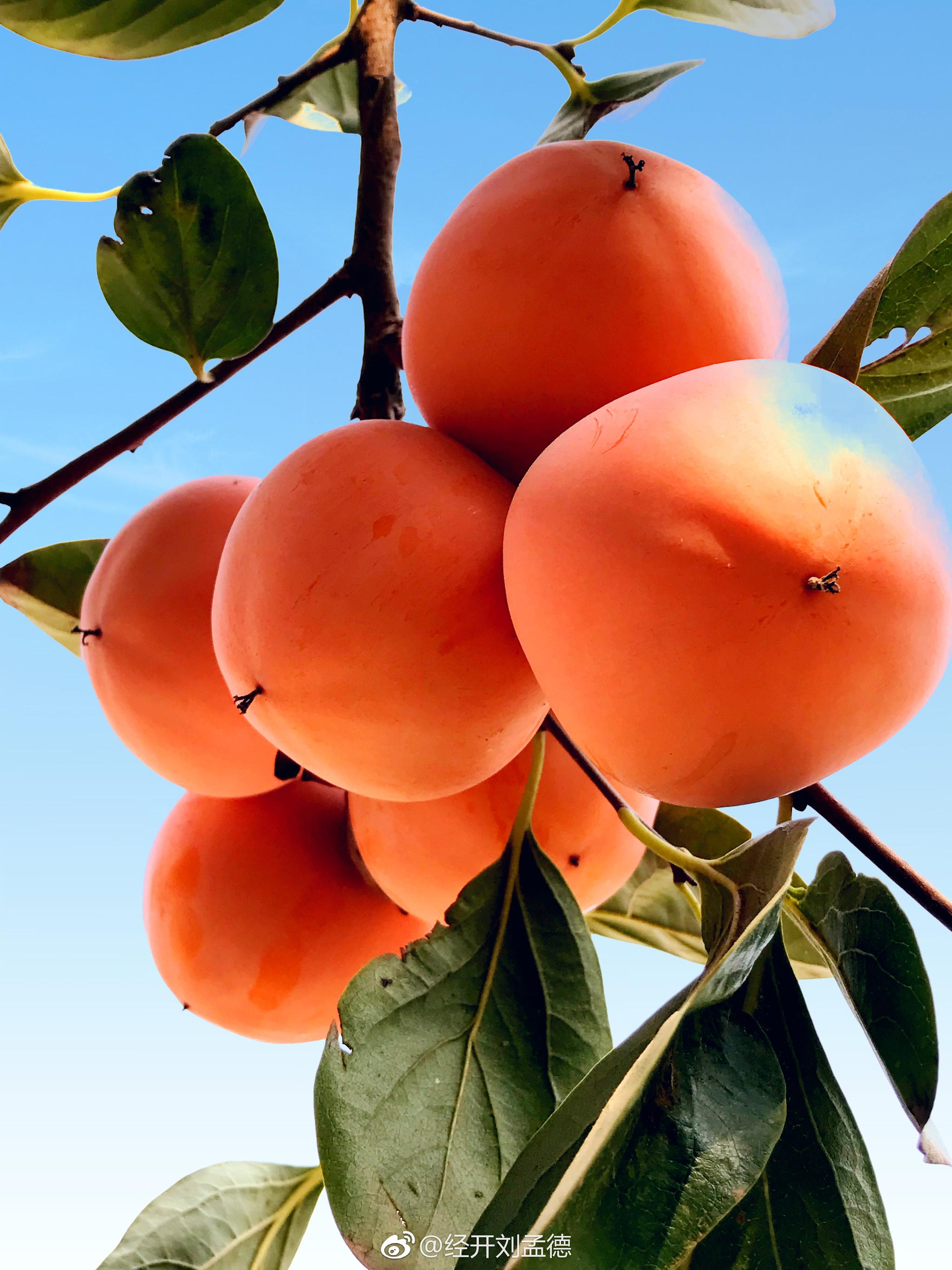 中世纪“护书诅咒”与乔叟的誊抄工...