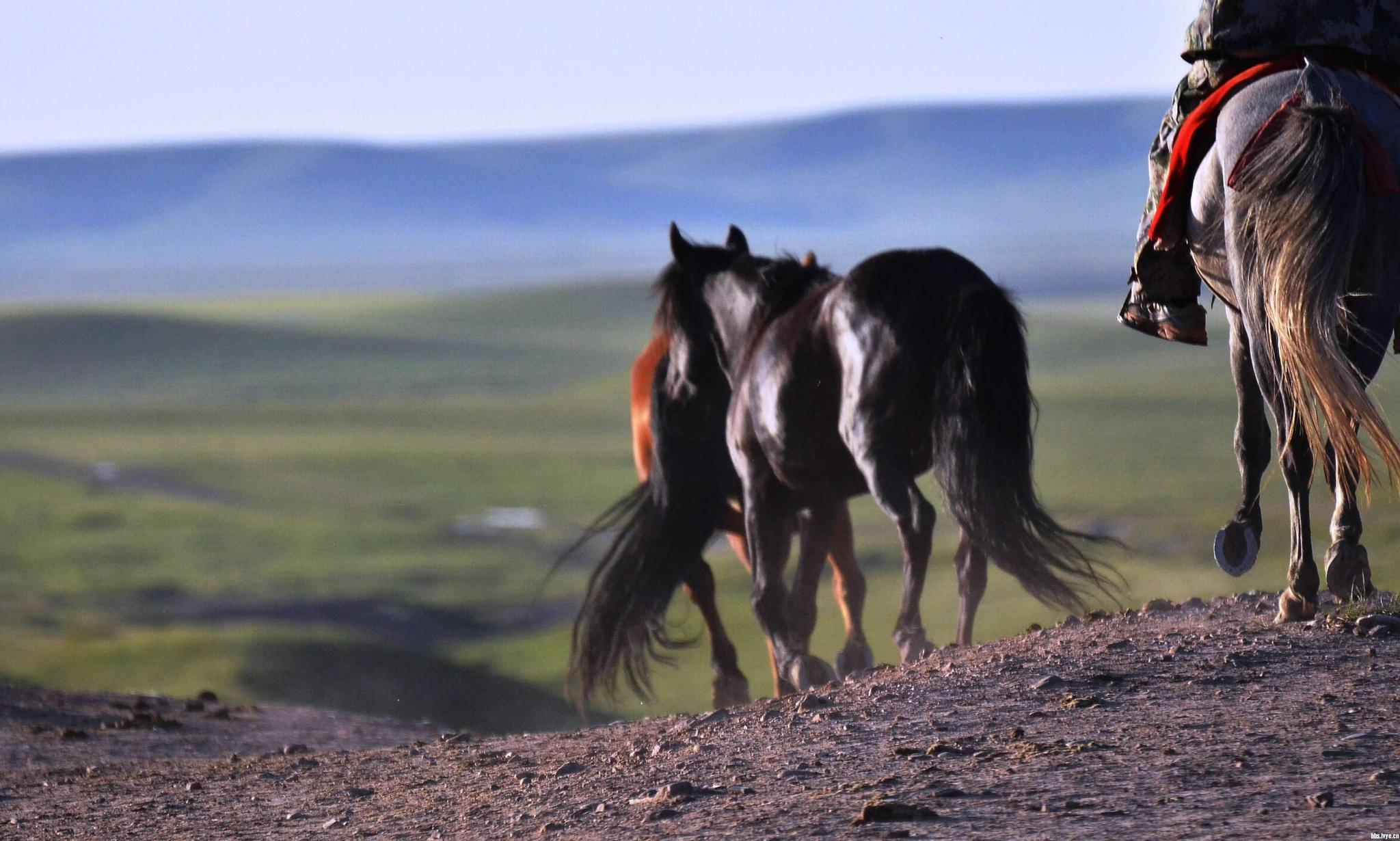 世界最大军马场:面积比两个香港还大,美景吸引众多影片来此拍摄|山丹