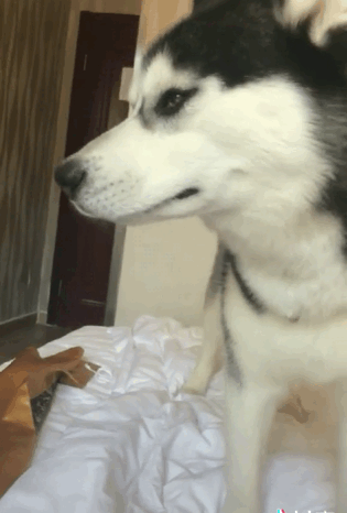 二哈吵醒主人睡觉,抽泣的样子好可怜,二哈:你怎么忍心伤害我